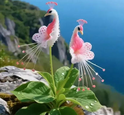 Vibrant Peacock Flower Seeds (Pack of 1) | Bright Colorful Blooming Garden Seeds for Home & Outdoor Gardening