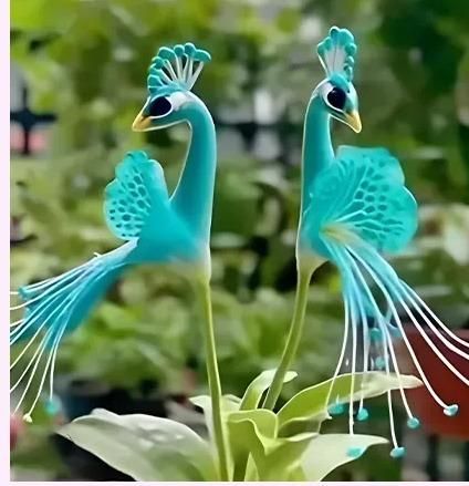 Vibrant Peacock Flower Seeds (Pack of 1) | Bright Colorful Blooming Garden Seeds for Home & Outdoor Gardening